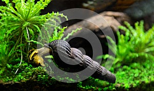 Aquatic snail Tylomelania