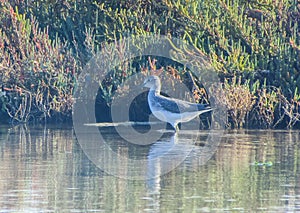 Aquatic Stalkers: Common Greenshank Birds Gliding Above Watery Realm photo
