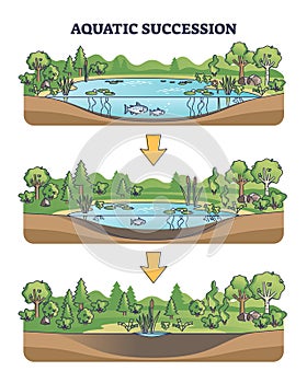 Aquatic succession and ecological pond drying process stages outline diagram
