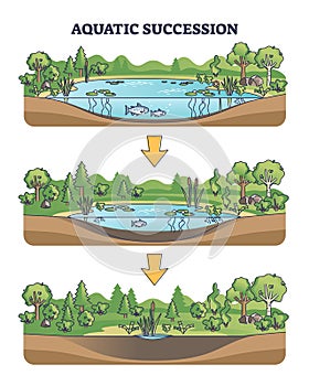 Aquatic succession and ecological pond drying process stages outline diagram photo