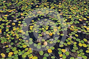 Aquatic surface of a pond in summer