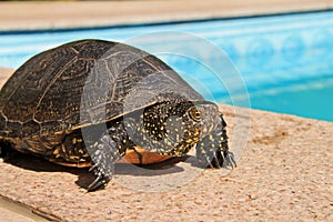 Aquatic turtle