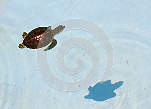 Aquatic turtle