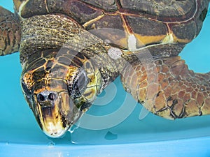 Aquatic turtle close up