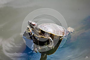 Aquatic turtle in a pond 2