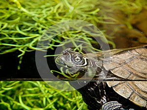 Aquatic Turtle