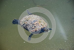 Aquatic turtle swimming in calm greenish pond