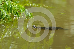 Aquatic turtle swimming in a dirty green pond in a park