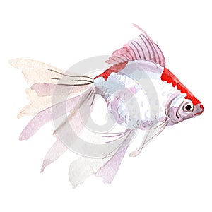 Aquatic underwater colorful tropical fish set. Watercolor background set. Isolated goldfish illustration element.