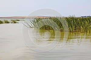 Aquatic vegetation.