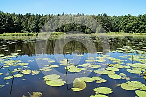 Aquatic vegetation on the lake.