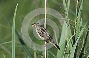 Aquatic warbler, Acrocephalus paludicola