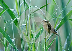 Aquatic warbler(Acrocephalus paludicola)