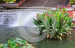 Aquatic Water Garden Frederick Maryland