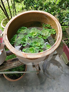 Aquatic water lettuce plant floating on ceramic pot.