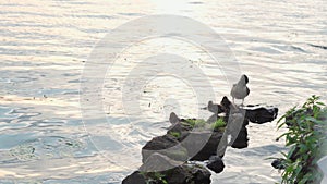 Aquatic world, wildlife, birds, family concept - Female mallard duck with 6 ducklings on rock in sea before sunset. bird