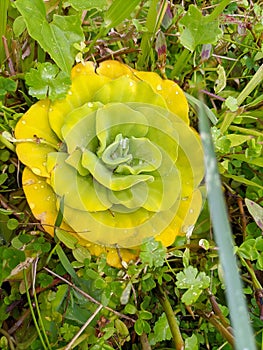 AquaticPlants water hyacinth