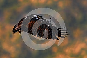 Aquila adalberti, Iberian Imperial Eagle, rare bird of prey on the rock habitat, Sierra de AndÃºjar, Andalusia, Spain in Europe.