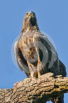 Aquila chrysaetos - eagle