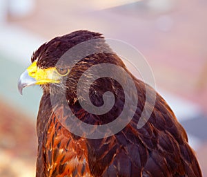 Aquila nipalensis steppe eagle profile