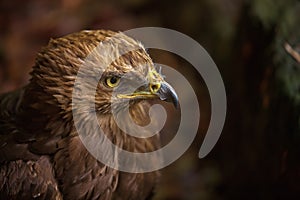 Aquila pomarina, Lesser spotted eagle