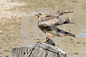 Aquila rapax (Tawny eagle)