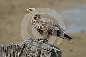 Aquila rapax (Tawny eagle)