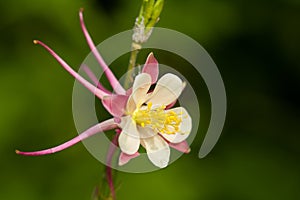 Aquilegia photo