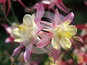 Aquilegia.