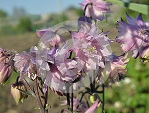 Aquilegia