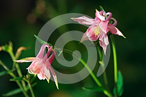 Aquilegia