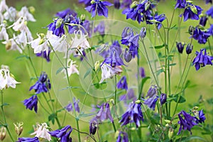 Aquilegia alpina flower. beautiful floral background. Natural background in the summer garden