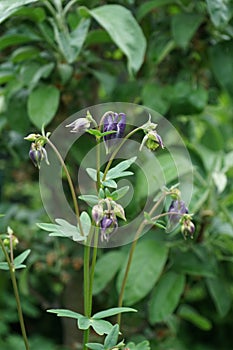 Aquilegia alpina purple in May in the garden. The alpine columbine, Aquilegia alpina, is a species of the buttercup family.