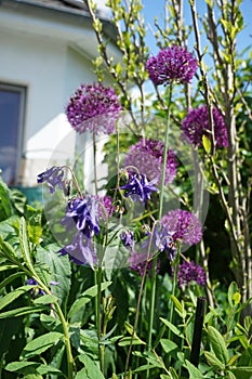 Aquilegia alpina purple in May in the garden. Berlin, Germany