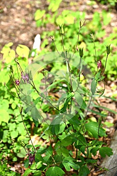 Aquilegia buergeriana flowers. Ranunculaceae perennial plants. photo