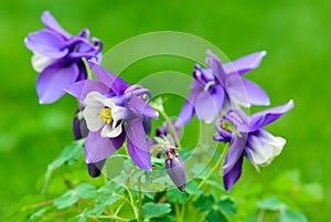 Aquilegia caerulea, columbine plant flowers