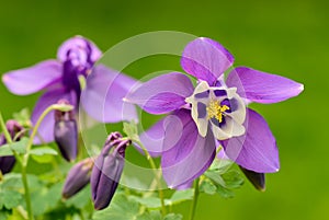 Aquilegia caerulea, purple white flower with small buds