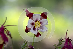 Aquilegia caerulea red white yellow flowering plant, beautiful ornamental herbaceous perennial flowers in bloom