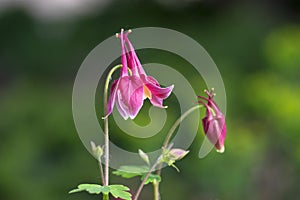 Aquilegia caerulea red white yellow flowering plant, beautiful ornamental herbaceous perennial flowers in bloom