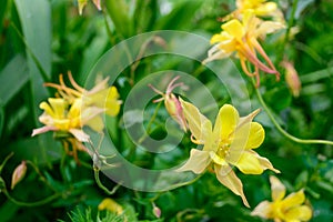 Aquilegia chrysantha flowers on green background of flower-bed photo