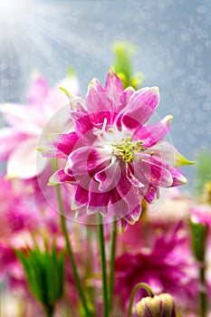 Aquilegia (common names: Granny's Bonnet or Columbine)