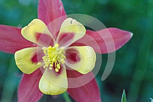 Aquilegia common names: granny`s bonnet, columbine is a genus of about 60Ã¢â¬â70 species of perennial plants that are found in photo