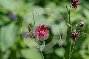 Aquilegia ex Bordeau Barlow is a columbine with double purple flowers