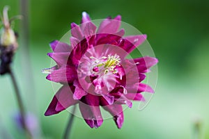 Aquilegia ex 'Bordeau Barlow' is a columbine with double purple flowers