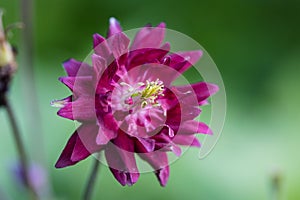 Aquilegia ex 'Bordeau Barlow' is a columbine with double purple flowers