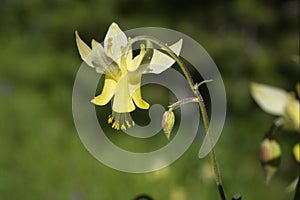 Aquilegia flavescens