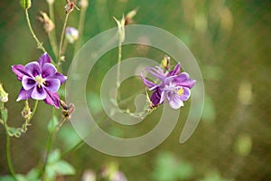 Aquilegia flower