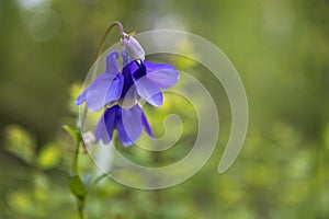 Aquilegia flower on green grass background