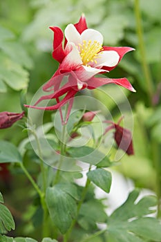 Aquilegia flower 'red hobbit' and stem with leaves photo