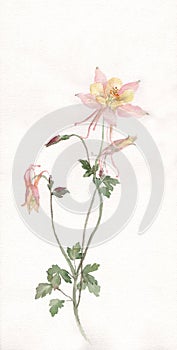 Aquilegia flower watercolor painting photo